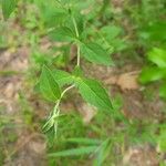 Pycnanthemum incanum Leaf