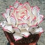 Echeveria colorata List