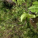 Arisaema tortuosum Hábitos