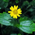 Sphagneticola trilobata Flower