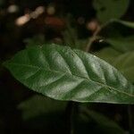 Siparuna decipiens Yaprak