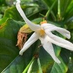 Nyctanthes arbor-tristis Květ