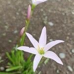 Zephyranthes rosea Flower