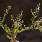 Lepidium lasiocarpum Habitus