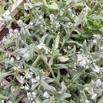 Myosotis minutiflora Fula