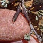 Cytisopsis pseudocytisus Fruit