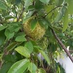 Annona montana Gyümölcs