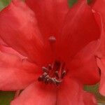 Rhododendron hellwigii Flower