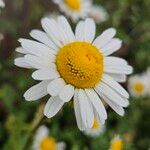 Leucanthemum ircutianum Flor