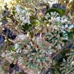 Eupatorium serotinum Цветок