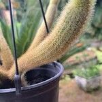 Cleistocactus winteri Blad