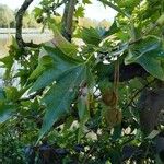 Platanus orientalis Листок