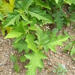 Solanum carolinense Feuille