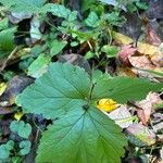 Geum macrophyllumFeuille