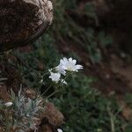 Cerastium gibraltaricum Flor