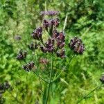 Verbena bonariensisFlower