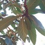 Eriobotrya japonica Likasa