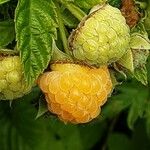 Rubus ellipticus Плод