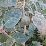 Datura wrightii Fruit