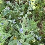 Cynoglossum creticum Habit