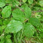 Rubus cuspidifer Leaf