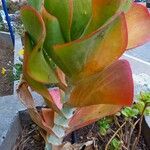 Kalanchoe tetraphylla Хабит