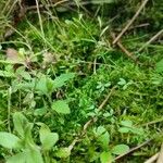 Galium rotundifolium Συνήθη χαρακτηριστικά