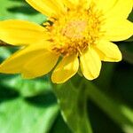 Wyethia sagittata Λουλούδι