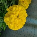 Tagetes erecta Λουλούδι