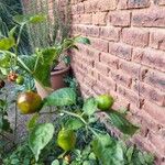 Capsicum chinense Fruit