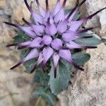 Physoplexis comosa 花