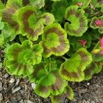 Pelargonium × hybridum Leaf