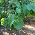 Prunus armeniaca Hoja