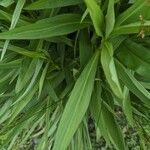 Solidago sempervirens Folla