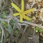 Sternbergia colchiciflora Fiore