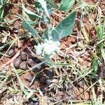 Chenopodium album Flower