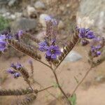 Phacelia distans 整株植物