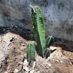 Cereus hexagonus পাতা