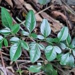 Triphasia trifolia Leaf