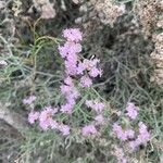 Limonium tuberculatum Kvet