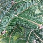 Abies nebrodensis Blatt