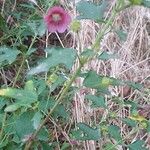 Anisodontea capensis Fleur