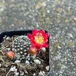 Rebutia minuscula Квітка