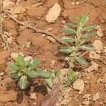 Polygonum plebeium Plante entière