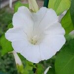 Calystegia sepium Fleur