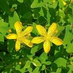 Hypericum hircinum Fiore