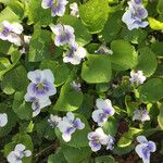 Viola palustris Habit