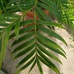 Amentotaxus formosana Leaf