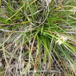 Carex halleriana Levél