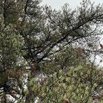 Pinus attenuata Folha